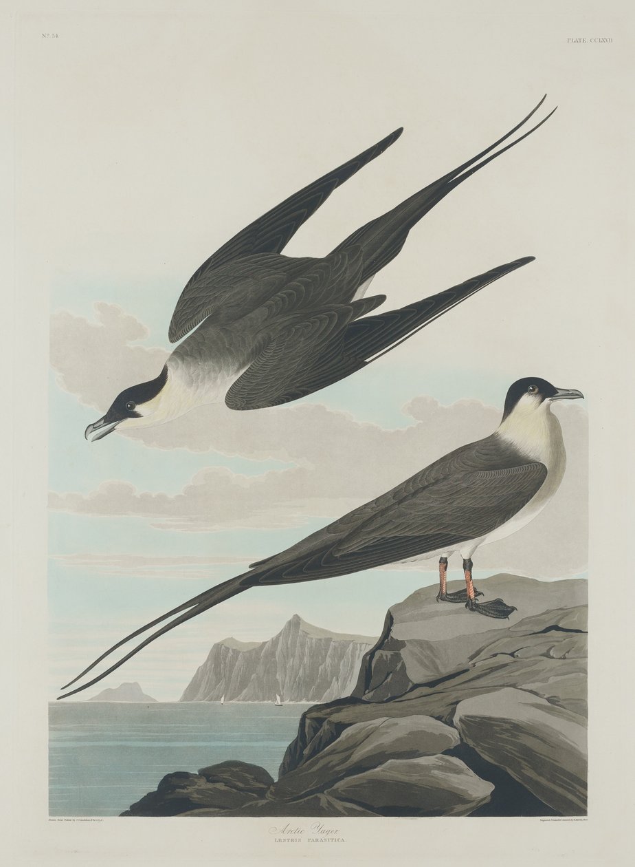 Arctic Jager, 1835. af Robert Havell
