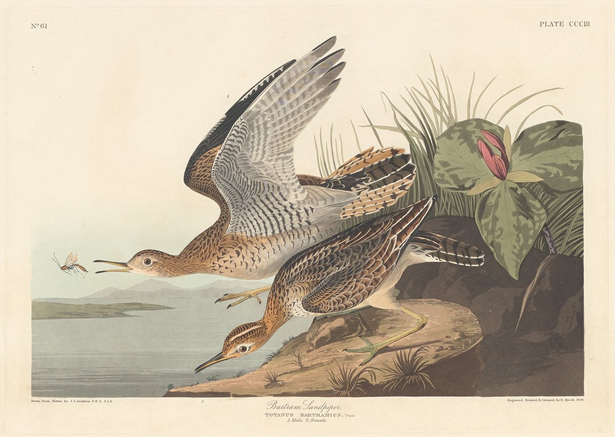 Bartram Sandpiper, 1836. af Robert Havell