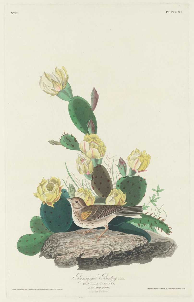 Bay-winged Bunting, 1830. af Robert Havell