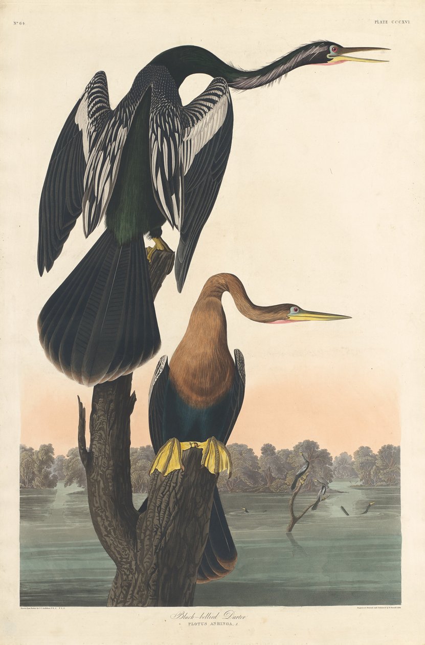 Black-bellied Darter, 1836. af Robert Havell