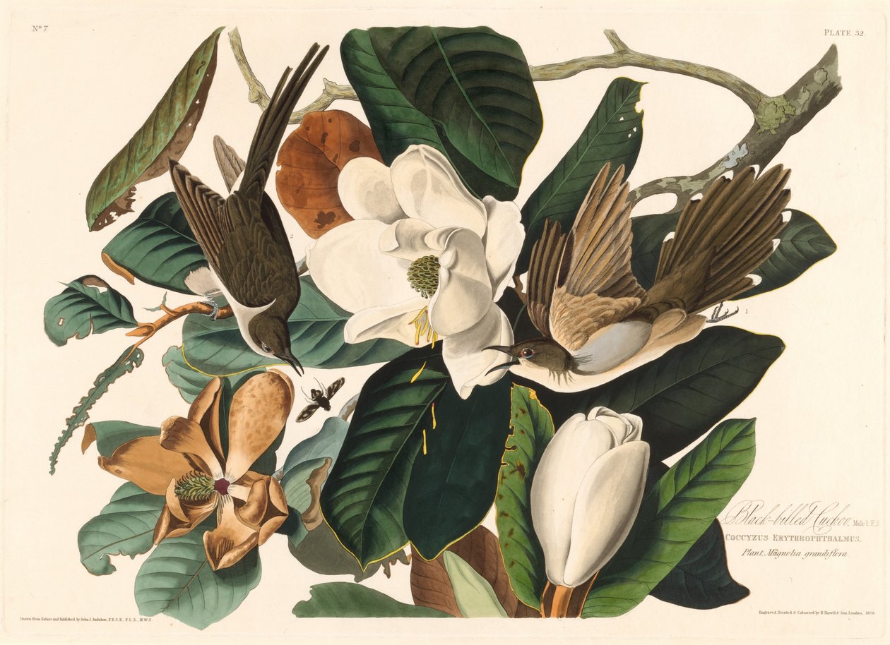 Sortnæbbet gøg, 1828. af Robert Havell