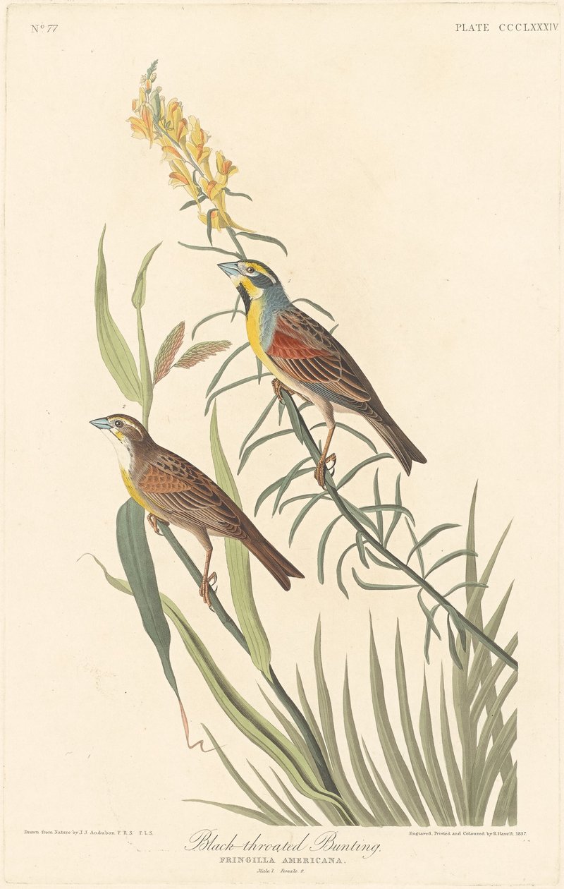 Sortstrubet spurve, 1837. af Robert Havell