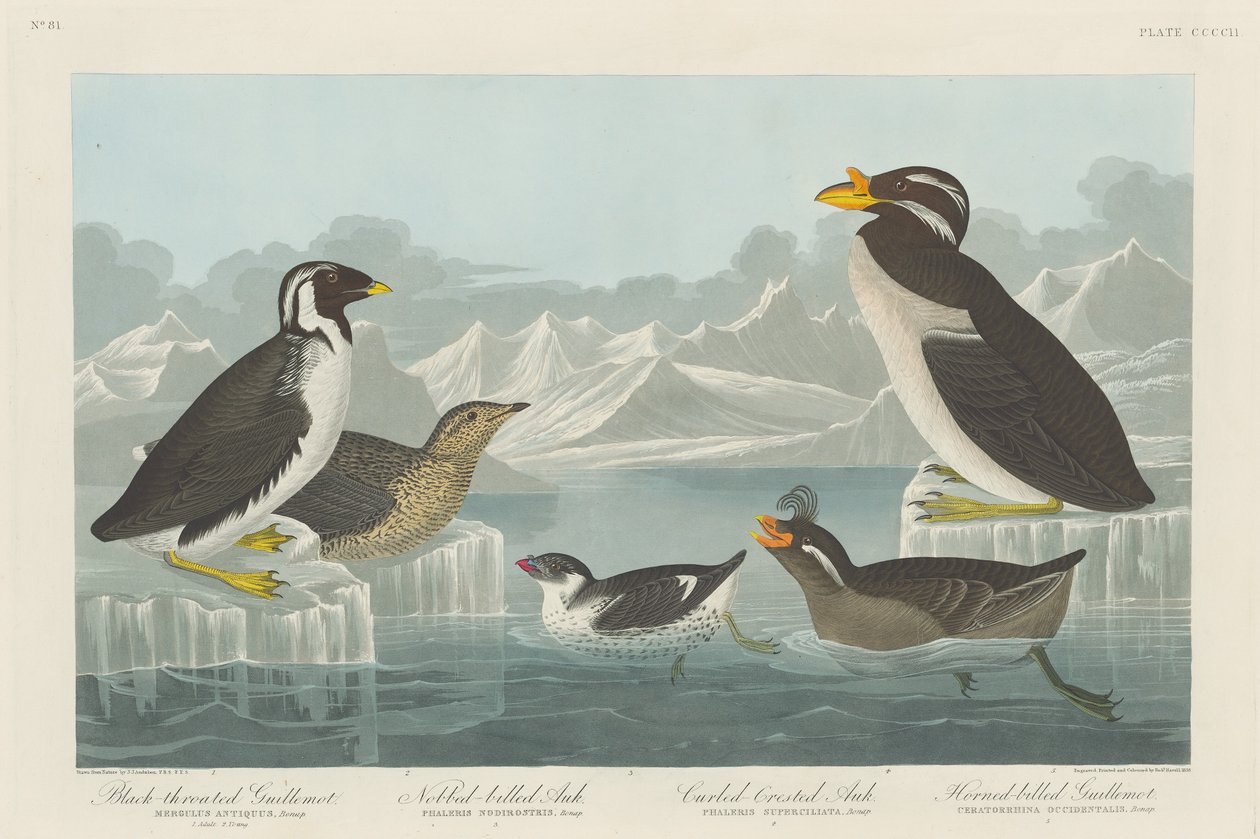Sortstrubet lomvi, nobbet-næbbet alk, krøllet alk og hornnæbbet..., 1838. af Robert Havell