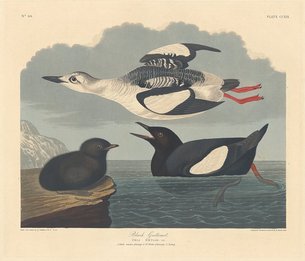 Sort lomvi, 1834. af Robert Havell