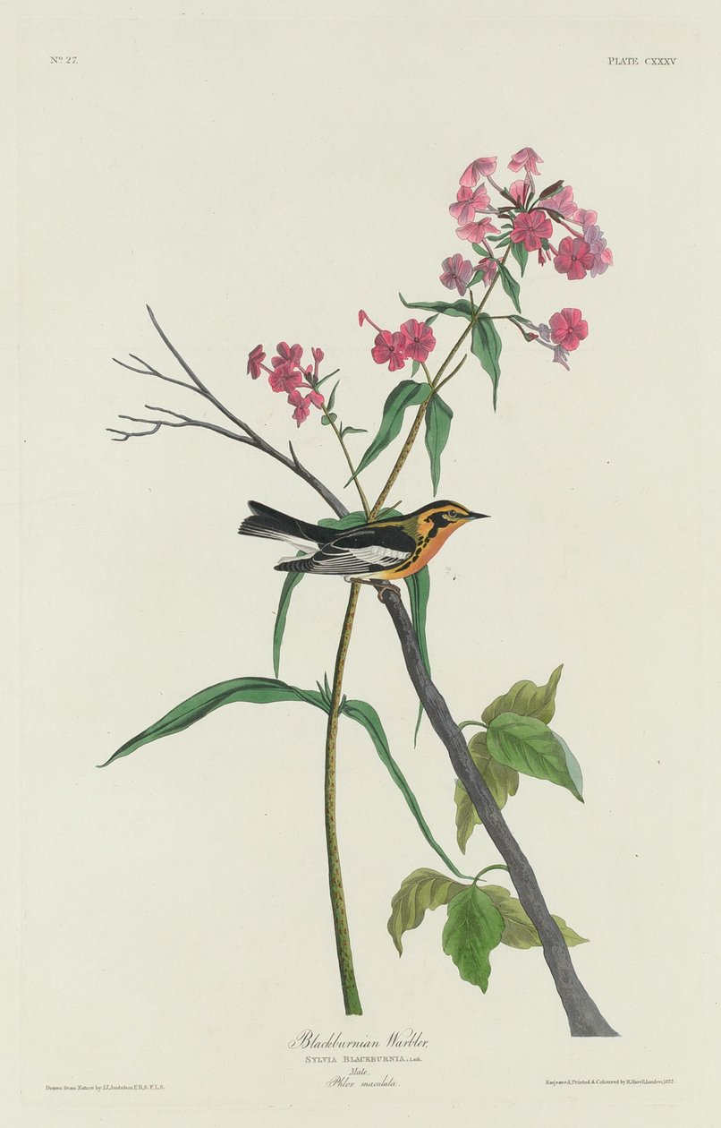 Blackburnian Warbler, 1832. af Robert Havell