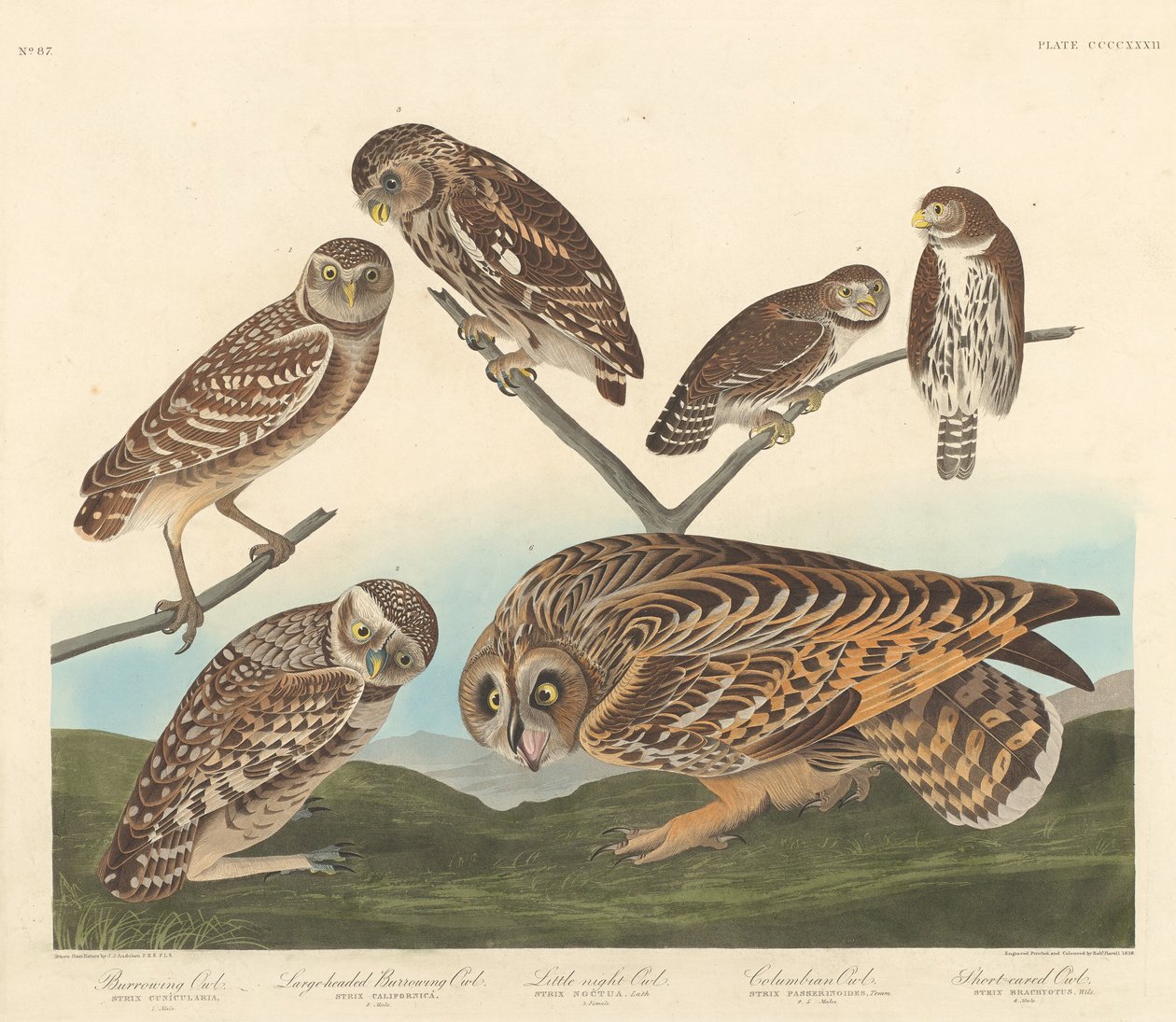 Gravugle, Storhovedet Gravugle og Lille Natugle, 1838. af Robert Havell