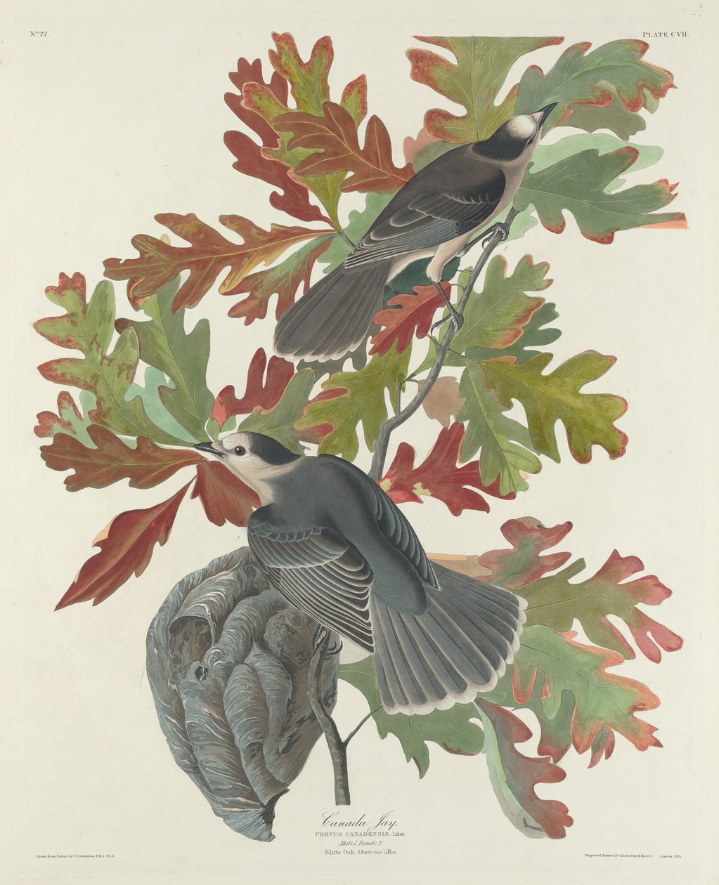Canada Jay, 1831. af Robert Havell