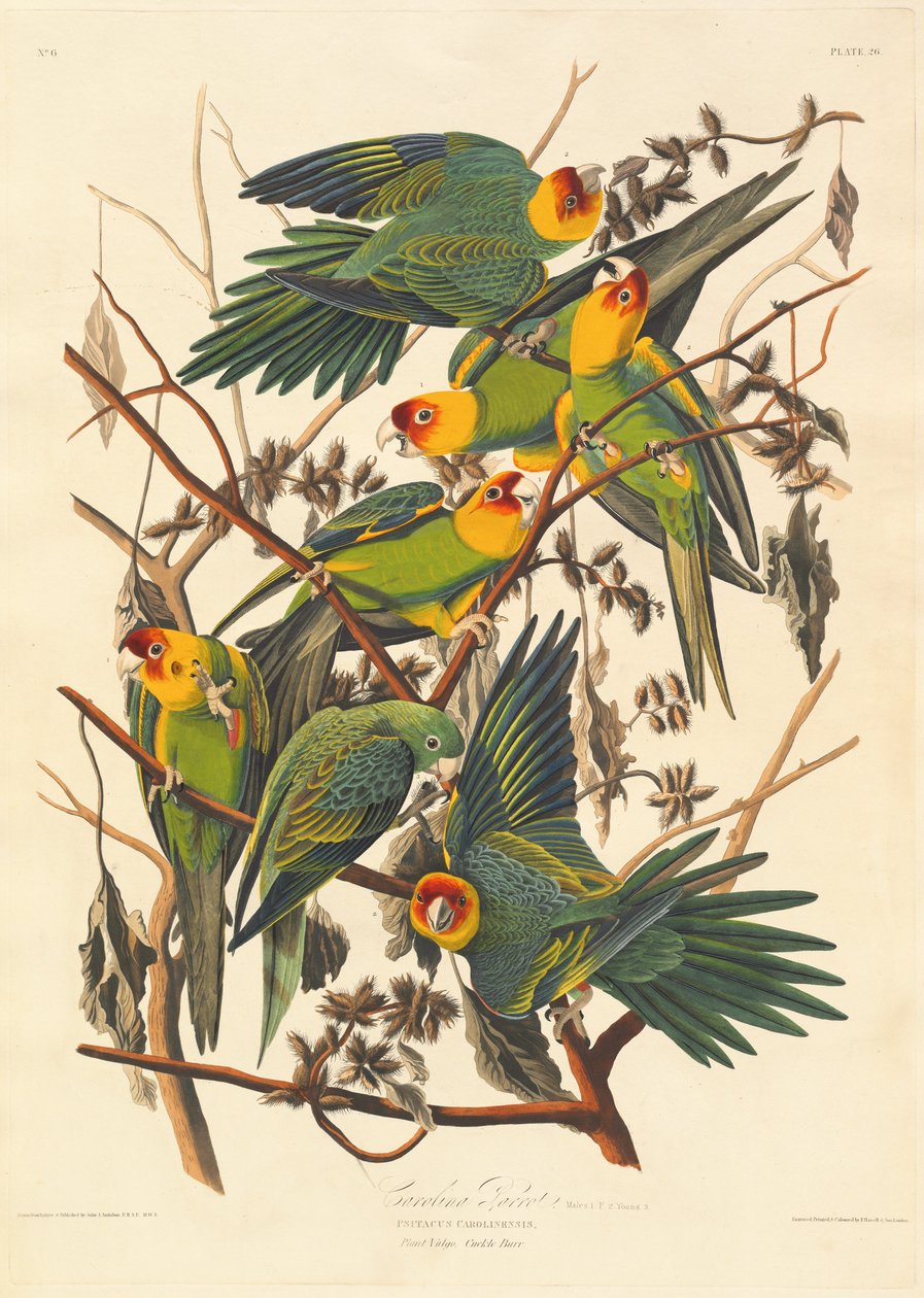Caroline Parrot, 1827. af Robert Havell