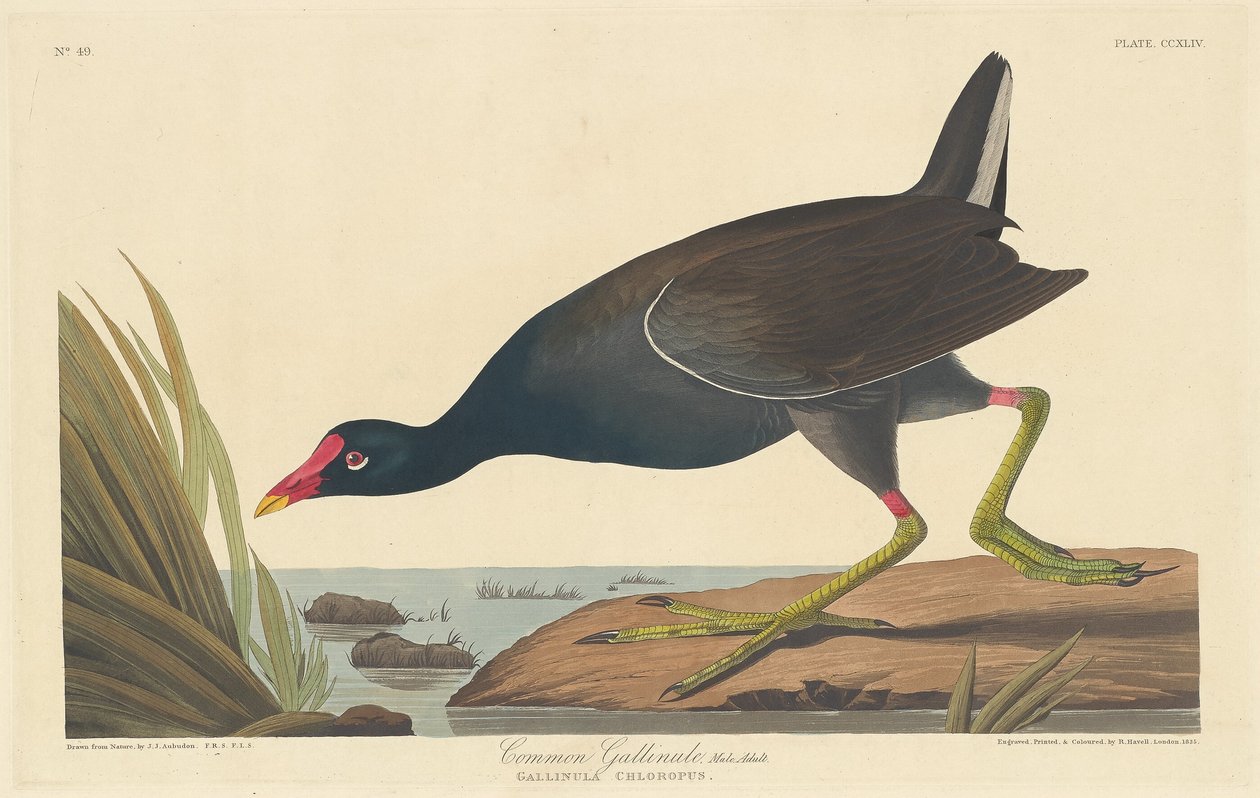 Almindelig Gallinule, 1835. af Robert Havell
