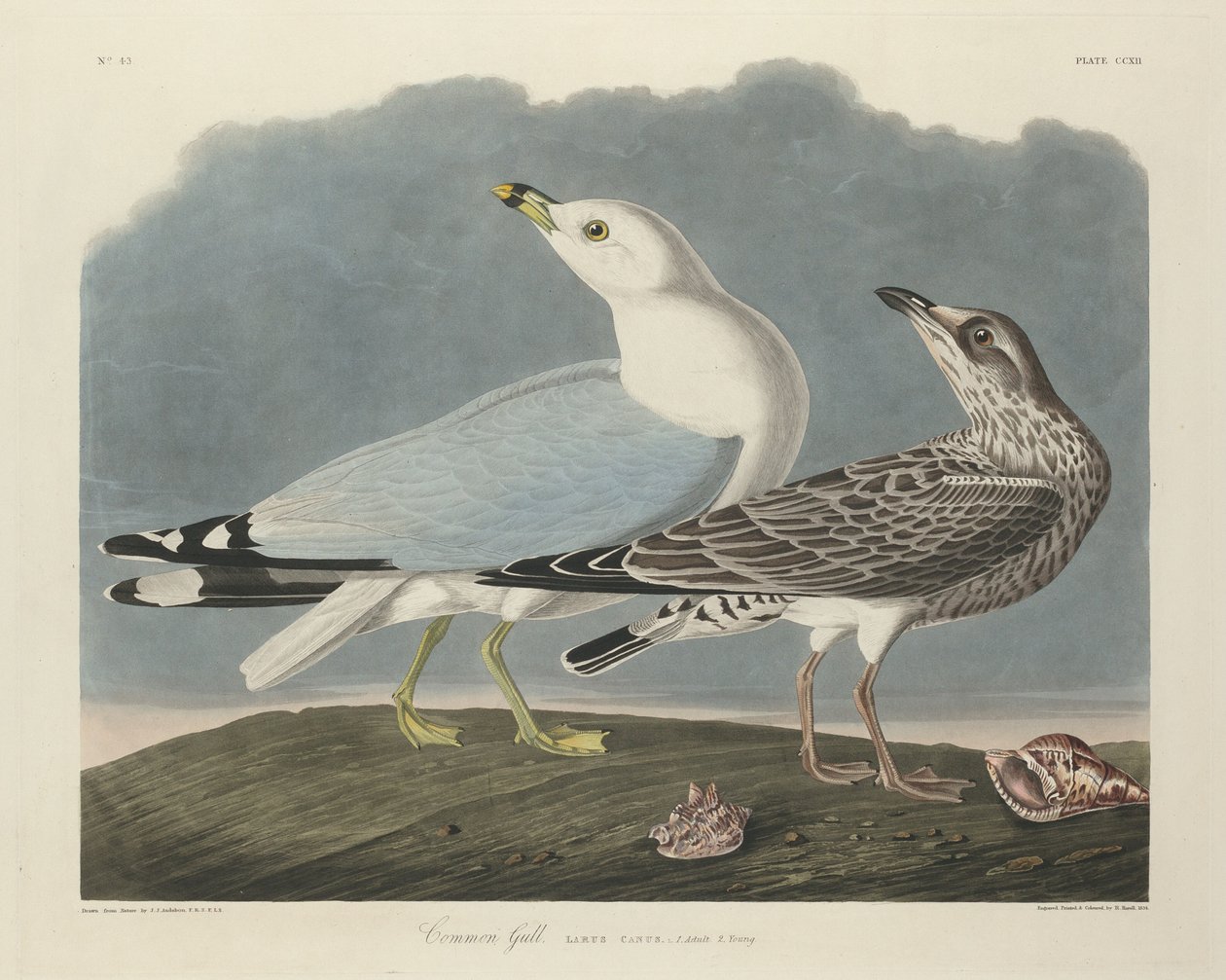 Almindelig måge, 1834. af Robert Havell