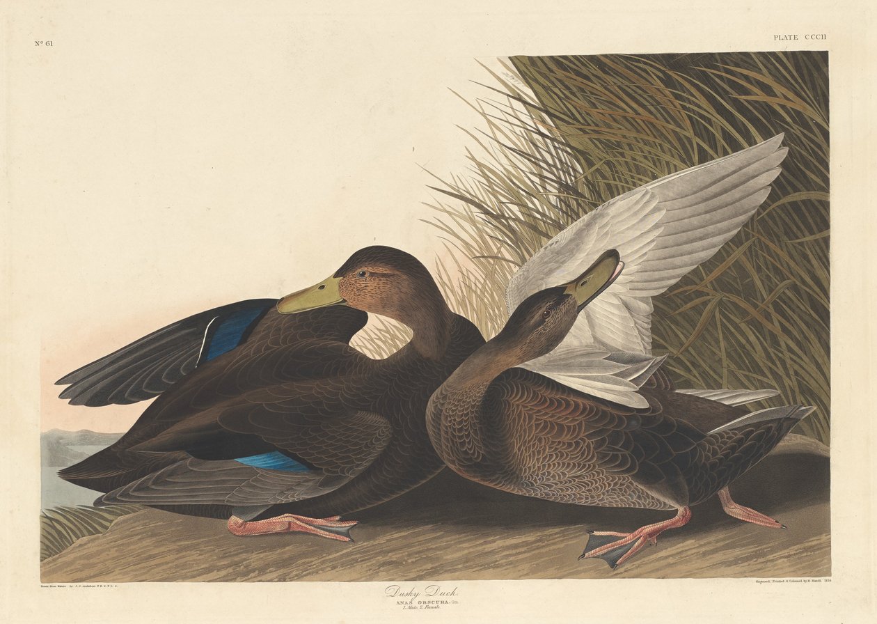 Dusky Duck, 1836. af Robert Havell