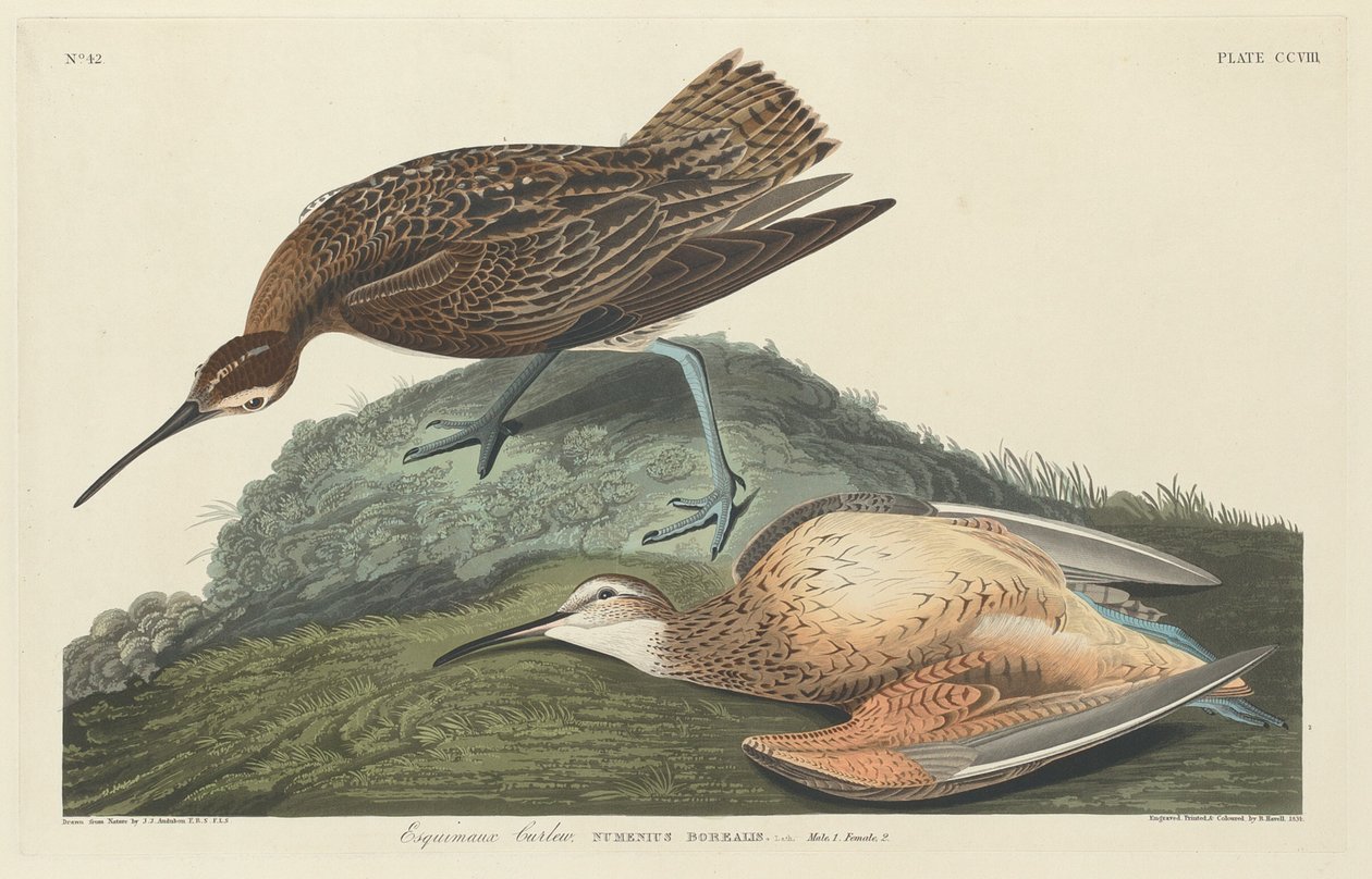Curlew Eskimoer, 1834. af Robert Havell