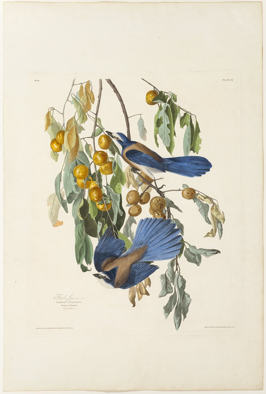 Florida Jay af Robert Havell