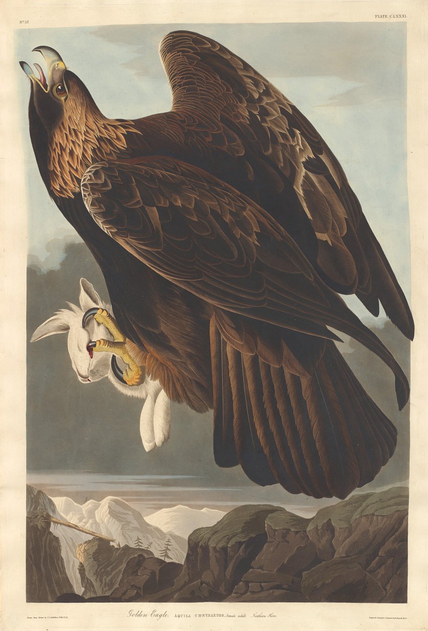Golden Eagle, 1833. af Robert Havell