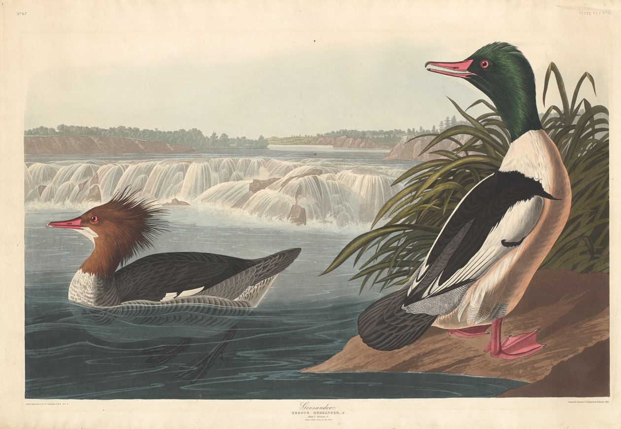 Goosander, 1836. af Robert Havell