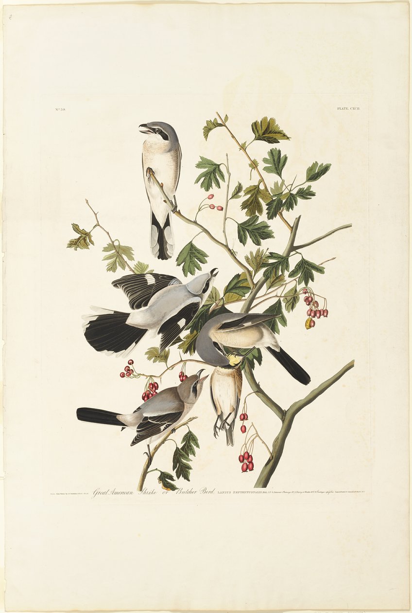 Great American Shrike af Robert Havell