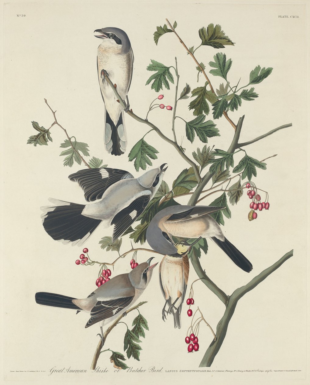 Great American Shrike eller Butcher Bird, 1834. af Robert Havell