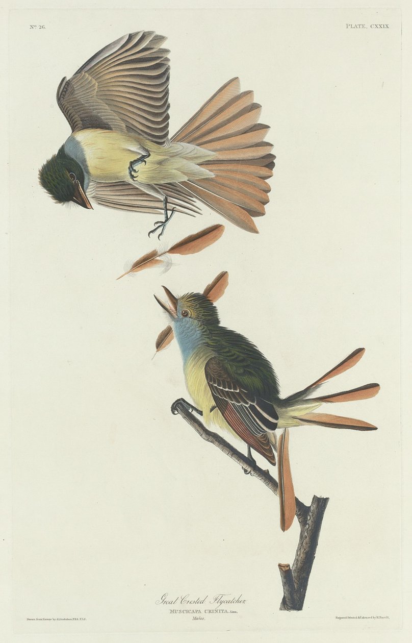 Stor fluesnapper, 1832. af Robert Havell