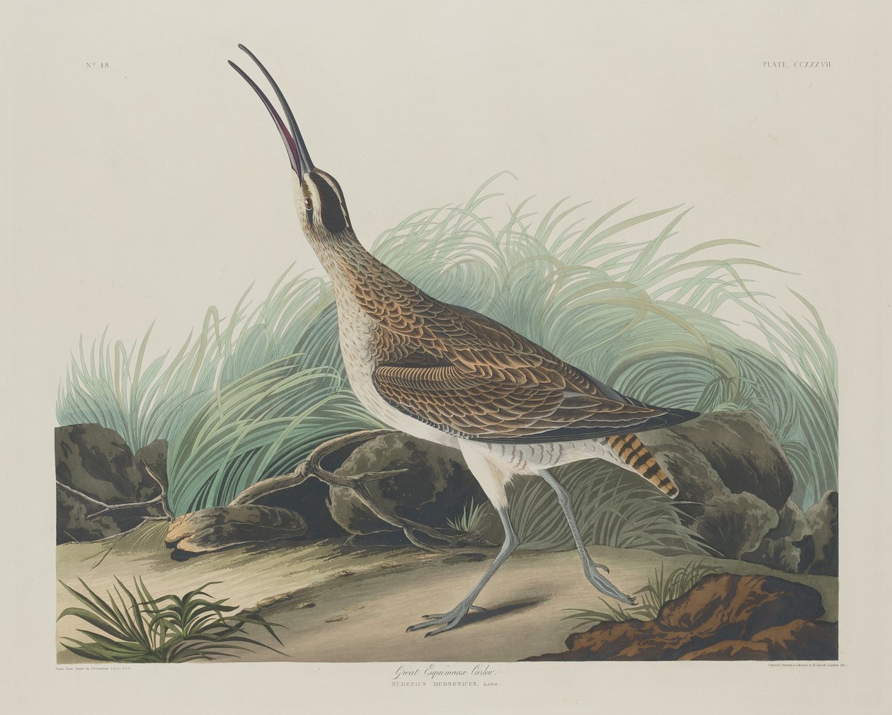 Store Curlew Eskimoer, 1835. af Robert Havell