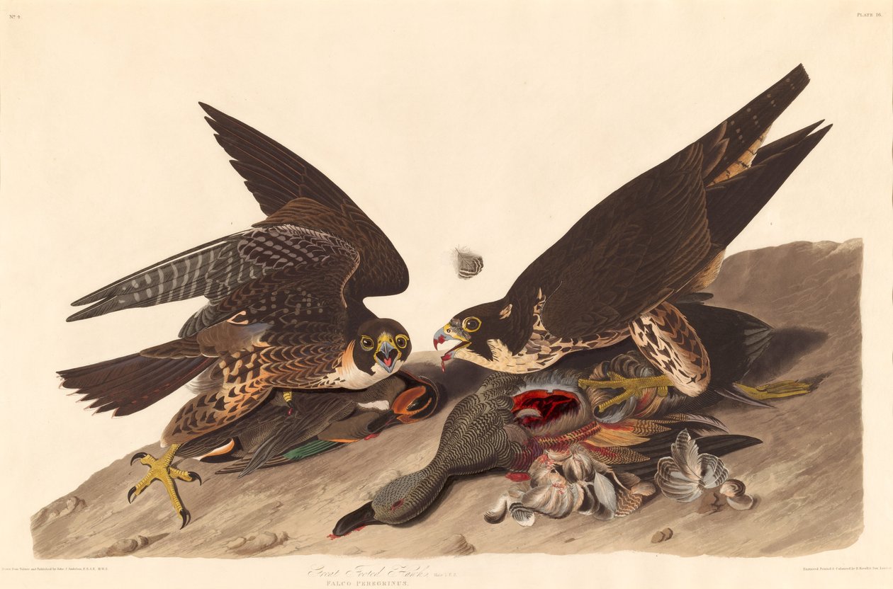 Great Footed Hawk, 1827. af Robert Havell
