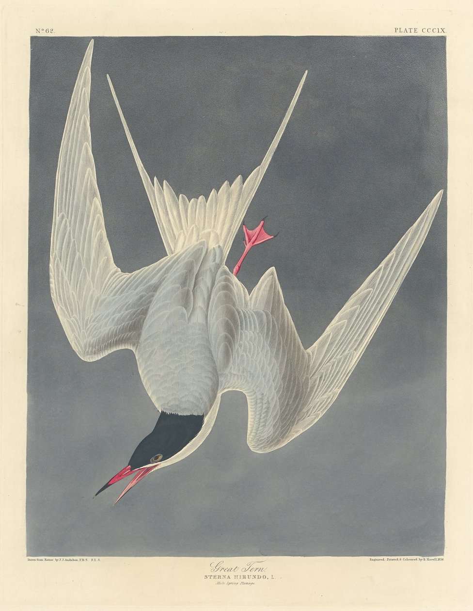 Store Tern, 1836. af Robert Havell
