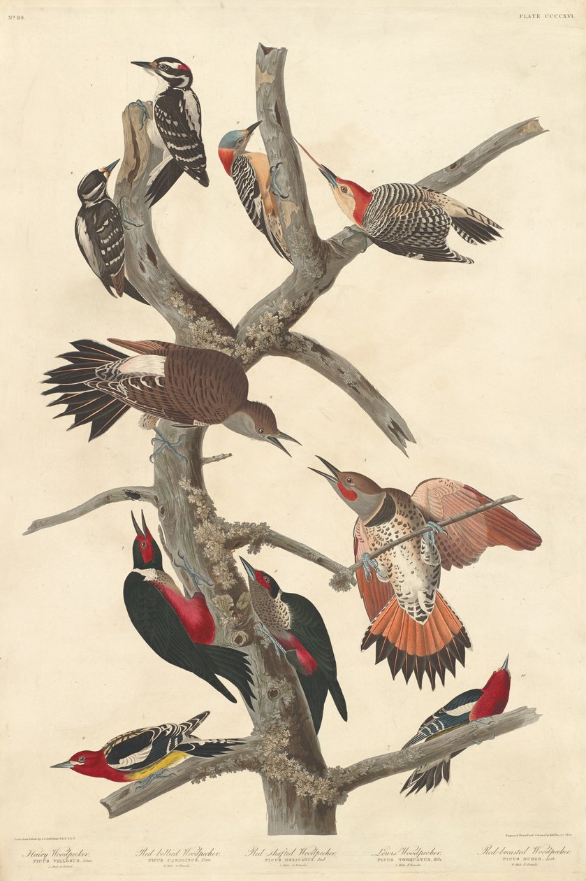 Behåret spætte, 1838. af Robert Havell