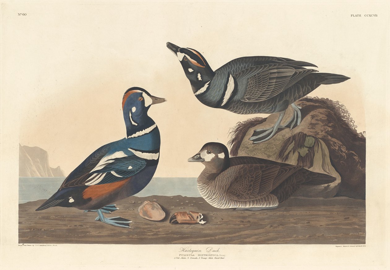 Harlekinand, 1836. af Robert Havell
