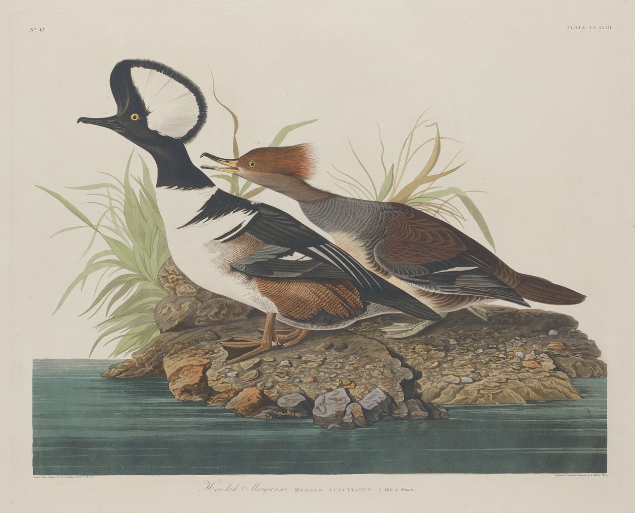 Hættebåd, 1834. af Robert Havell