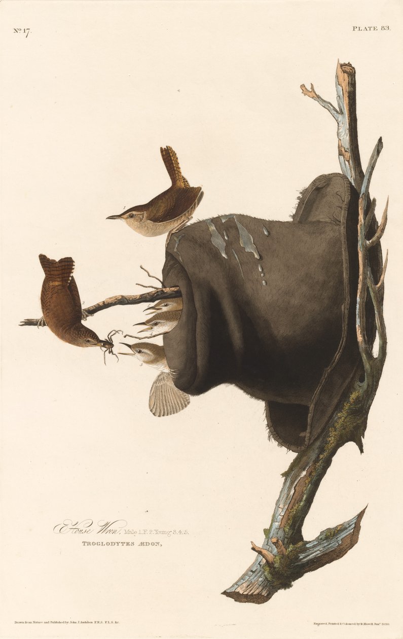 Hus Wren, 1830. af Robert Havell
