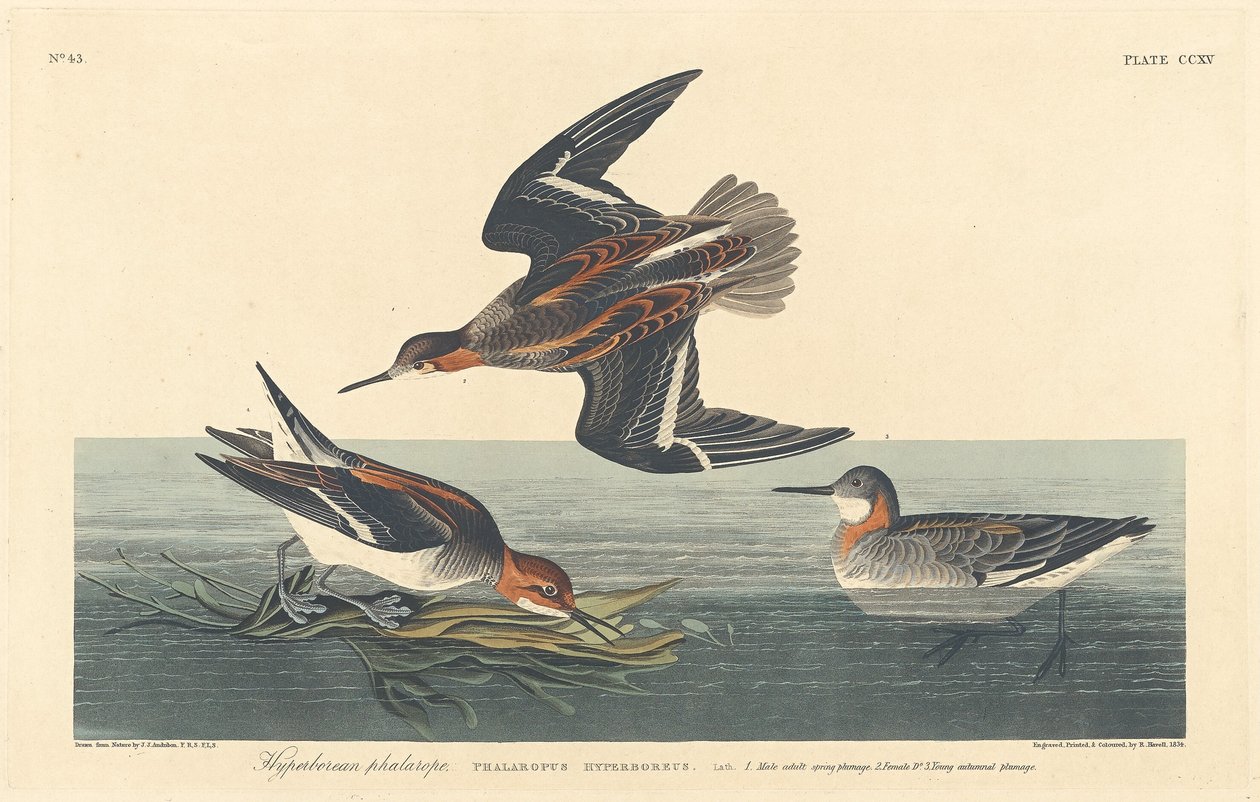 Hyperborean Phalarope, 1834. af Robert Havell