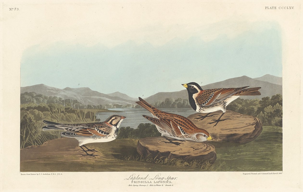 Lapland Longspur, 1837. af Robert Havell