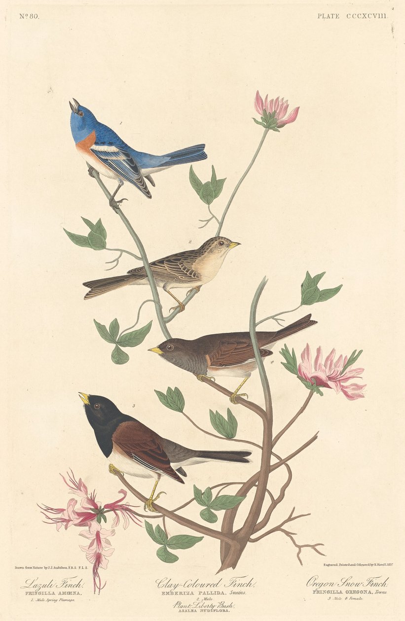 Lazuli Finch, Lerfarvet Finch og Oregon Snow Finch, 1837. af Robert Havell