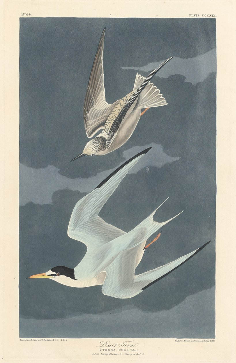 Lille Tern, 1836. af Robert Havell