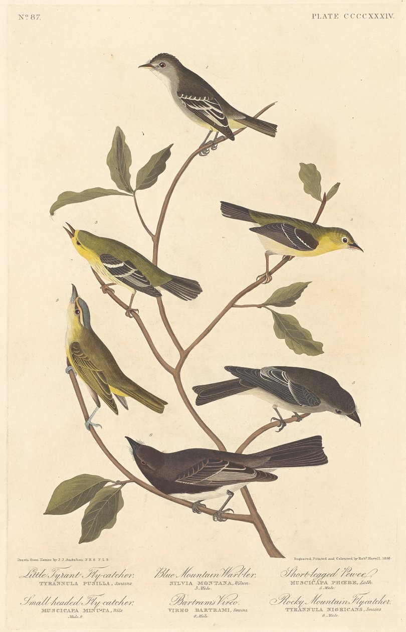 Lille tyrannfluesnapper, småhovedet fluesnapper, blå bjergsanger.., 1838. af Robert Havell