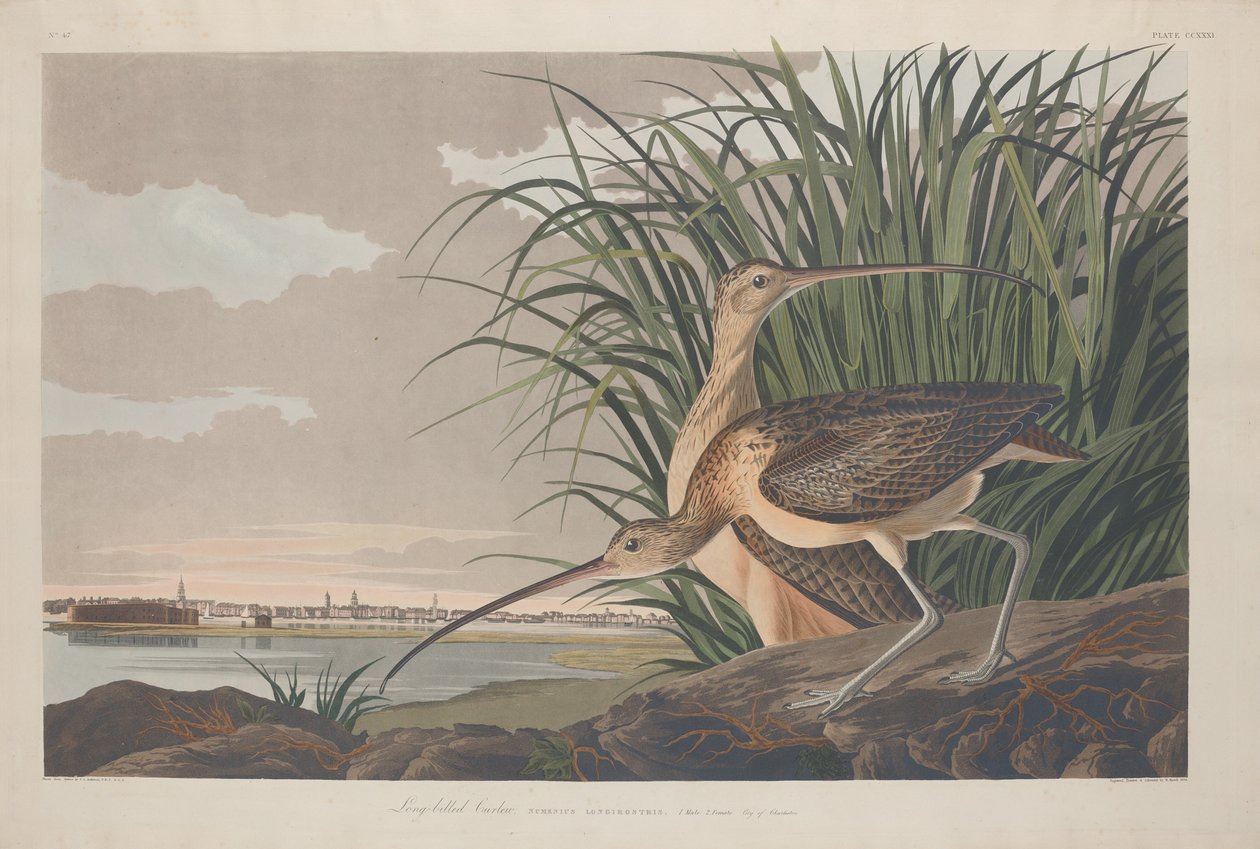 Langnæbbet Curlew, 1834. af Robert Havell