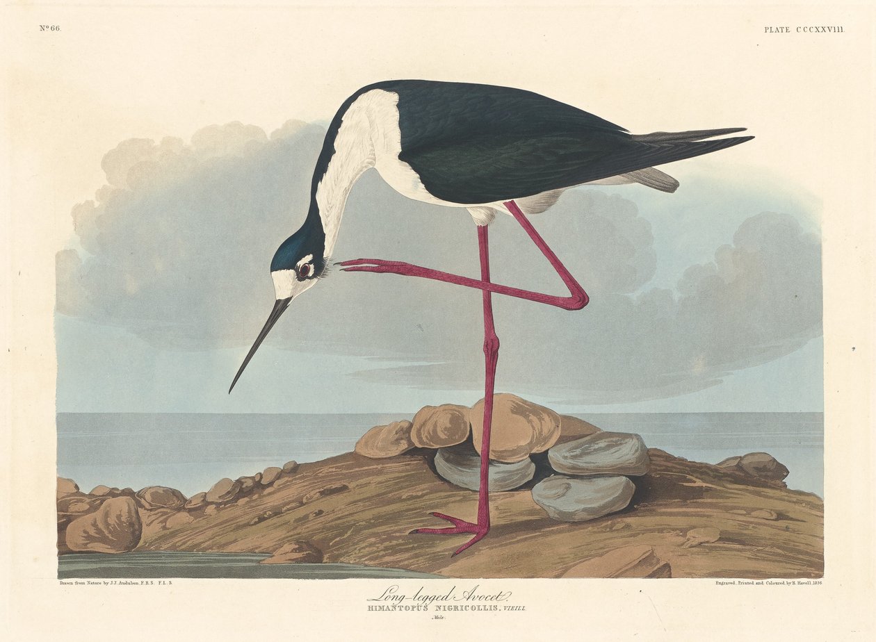 Langbenet Avocet, 1836. af Robert Havell