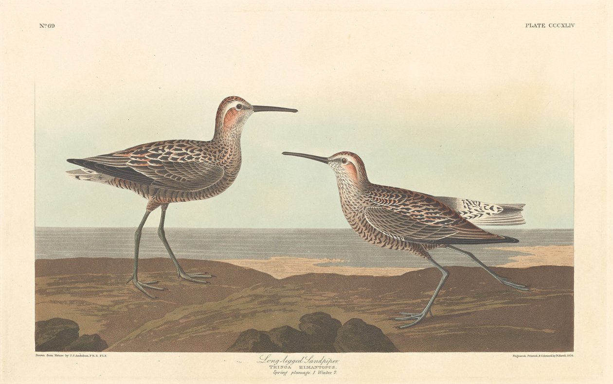 Langbenet sandløber, 1836. af Robert Havell