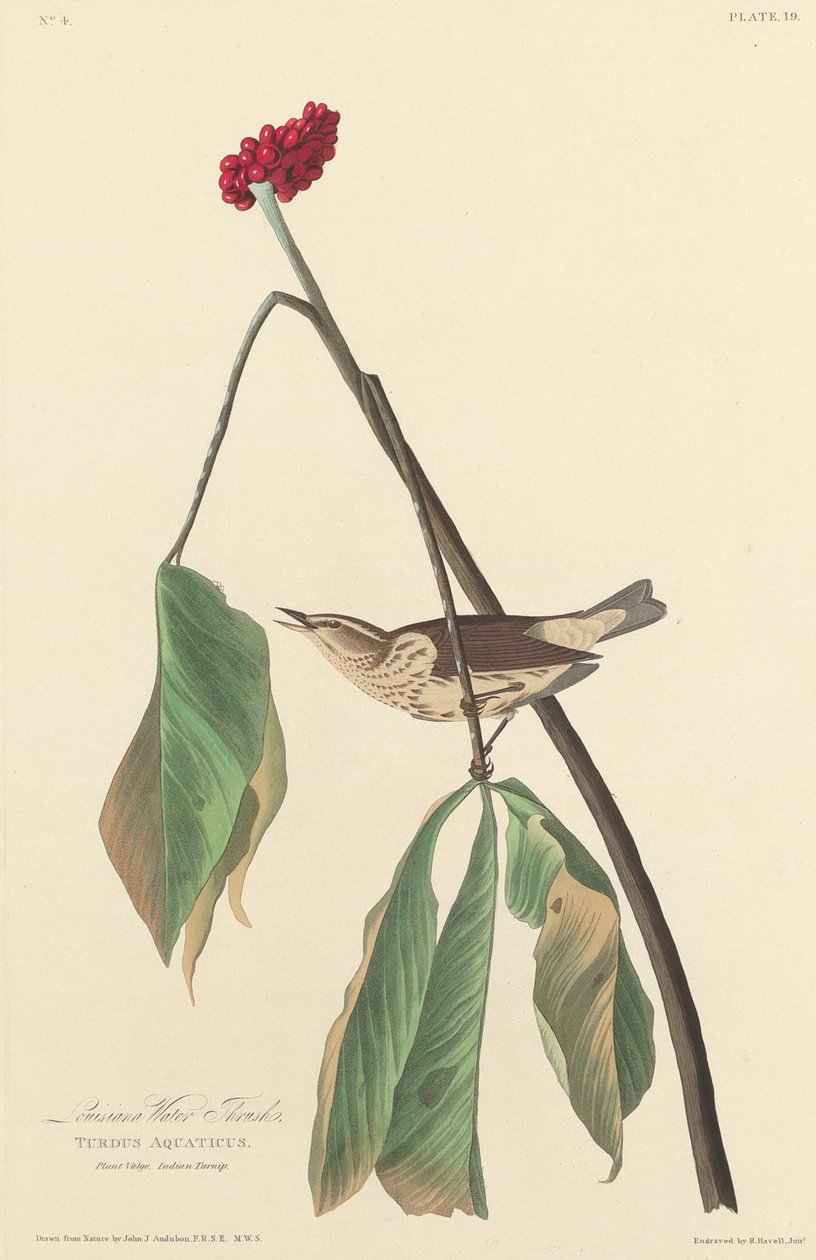Louisiana vanddrossel, 1827. af Robert Havell