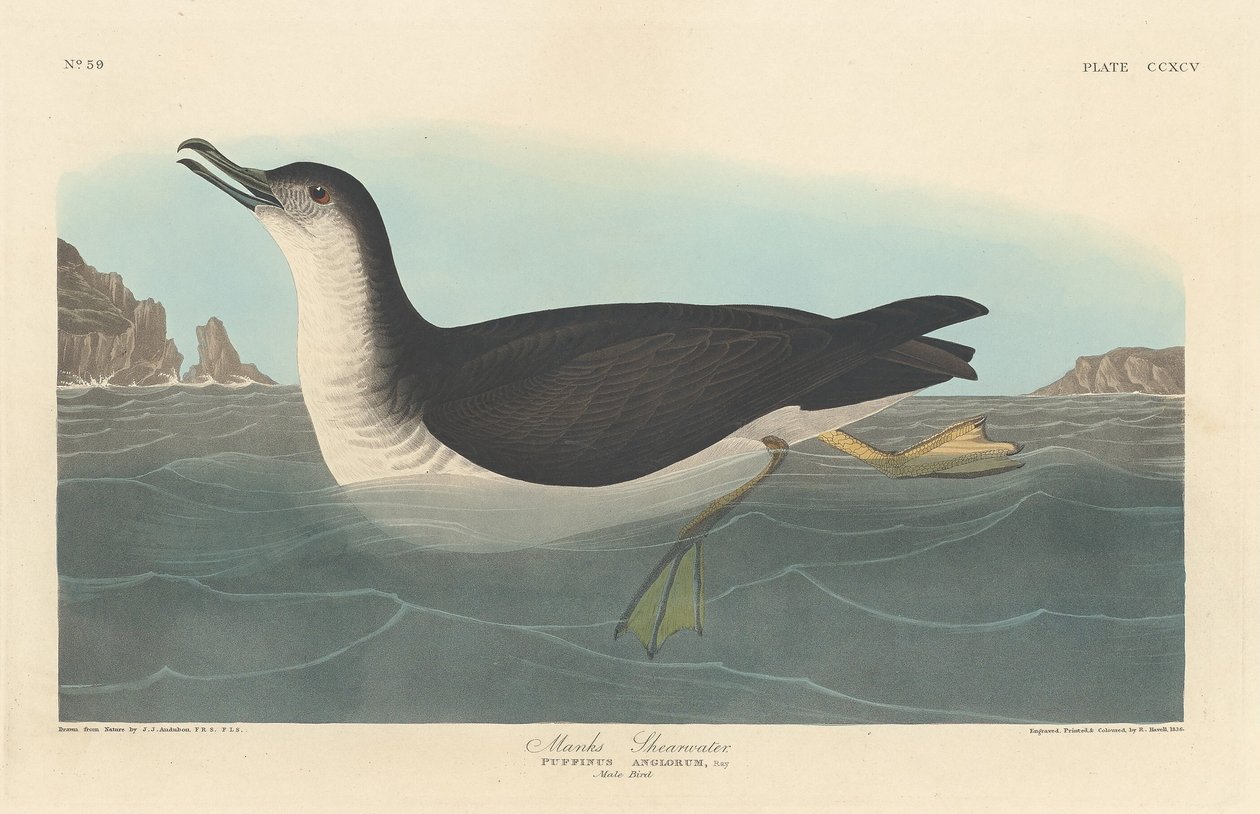 Manks Shearwater, 1836. af Robert Havell
