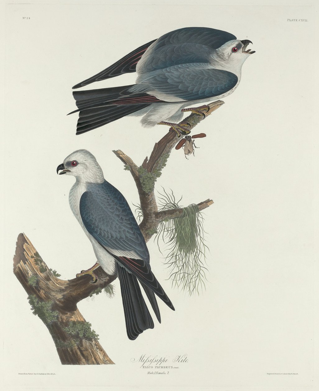 Mississippi Kite, 1831. af Robert Havell