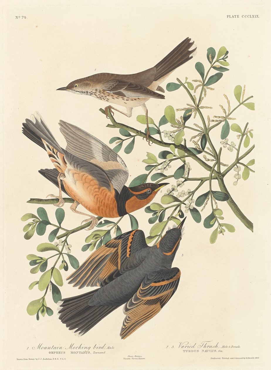 Bjergspottefugl og varieret drossel, 1837. af Robert Havell