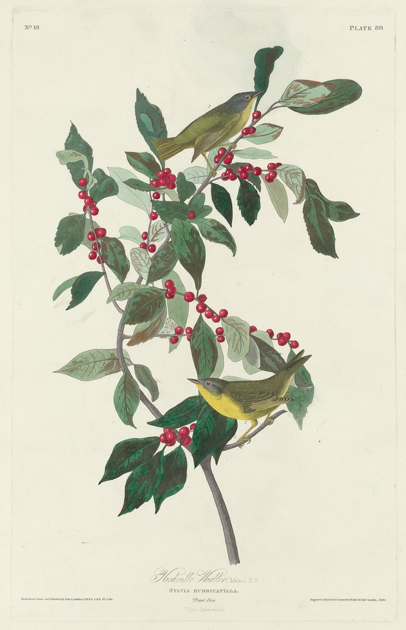 Nashville Warbler, 1830. af Robert Havell