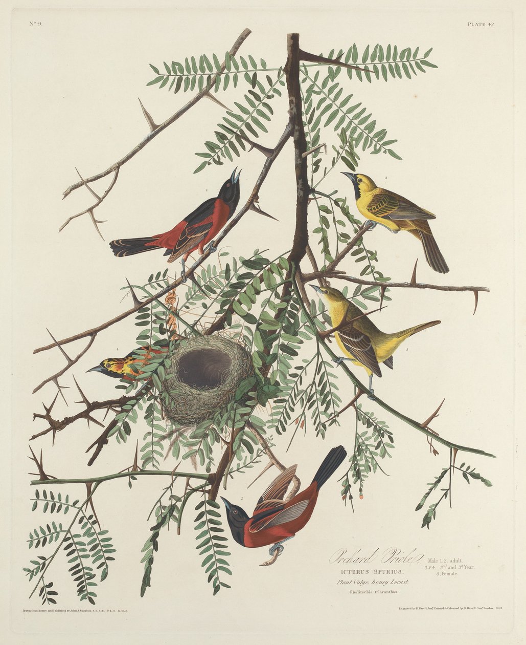 Orchard Oriole, 1828. af Robert Havell