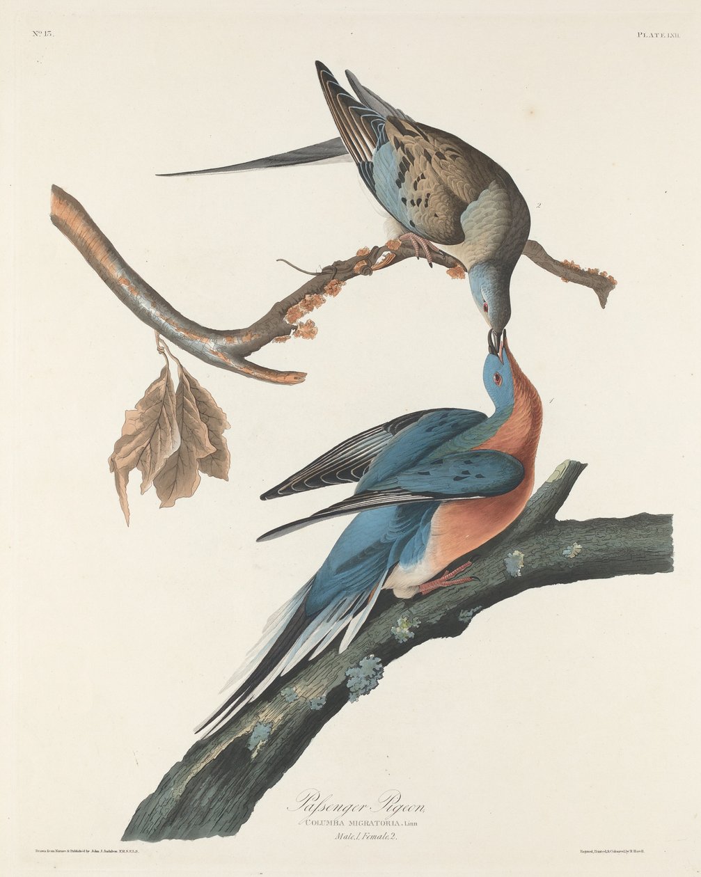 Passagerdue, 1829. af Robert Havell