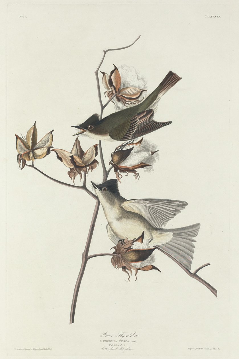 Pewit Fluefanger, 1831. af Robert Havell