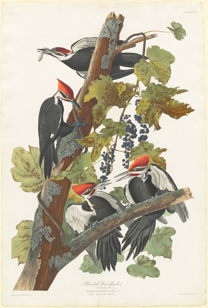 Pilet spætte, 1831. af Robert Havell