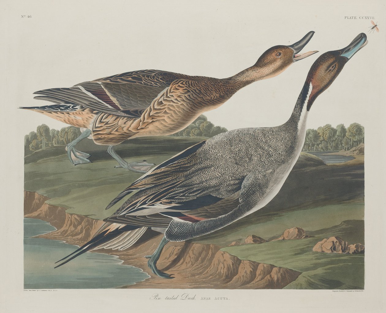 Pin-tailed Duck, 1834. af Robert Havell