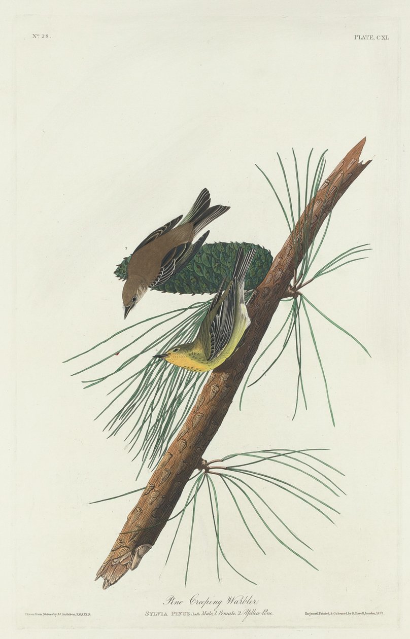 Fyrresanger, 1832. af Robert Havell