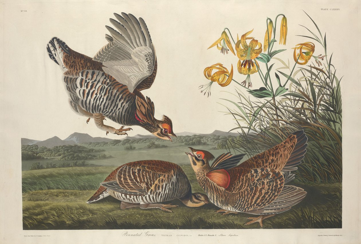 Pinned Grous, 1834. af Robert Havell