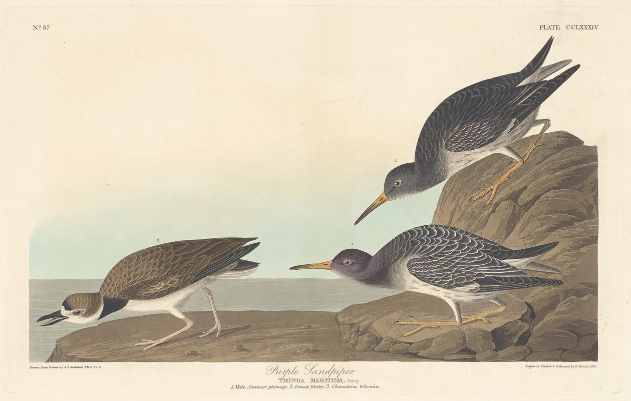 Lilla Sandpiper, 1835. af Robert Havell